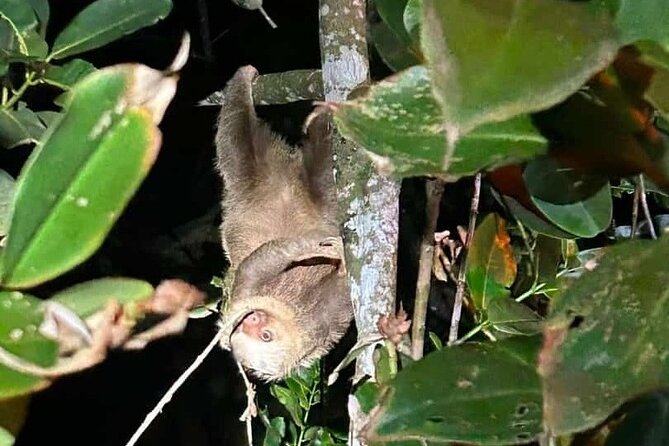Night Walk Inside The Trails in Tortuguero - Knowledgeable Guides Enhance the Experience
