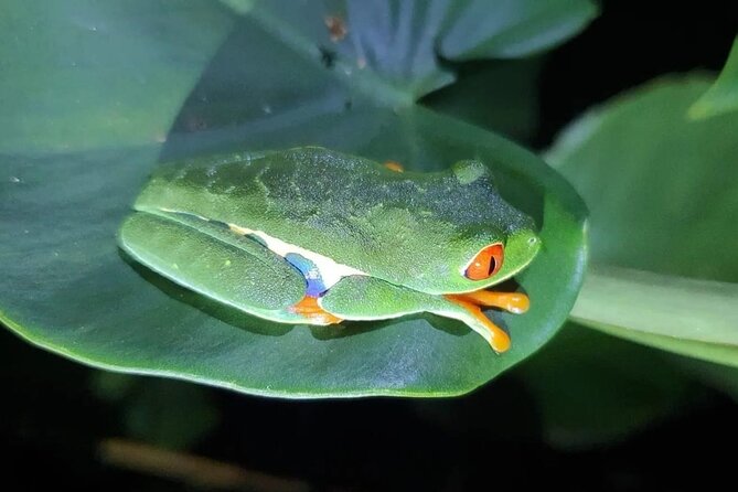 Night Walk Inside The Trails in Tortuguero - Key Points