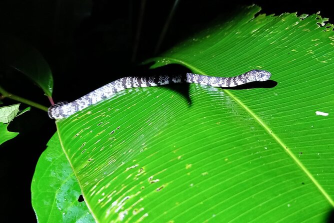Night Walk Inside The Trails in Tortuguero - Turtle Nesting and Egg-Laying