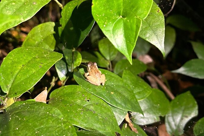 Night Walk Inside The Trails in Tortuguero - Responsible Wildlife Conservation Practices