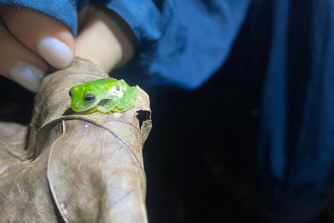 Night Walk Tour and Jungle Dinner in Jaco - Itinerary