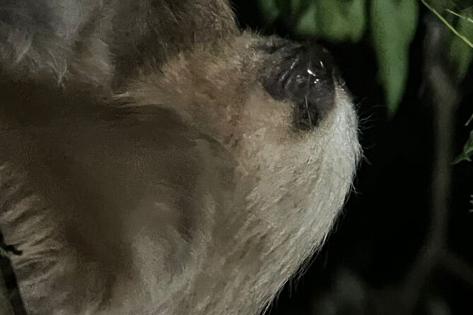 Night Walk Tour Monteverde - Tour Overview and Highlights