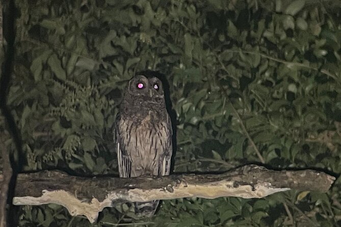 Night Walk Tour Monteverde - Wildlife Observations
