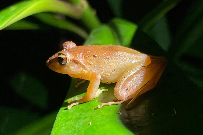 Night Walk Tour Monteverde - Meeting Point and End Location