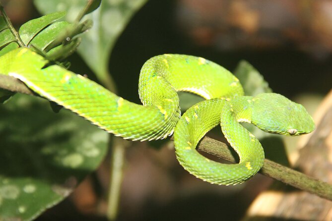 Night Walk Tour: the Night Life of the Forest - Key Points