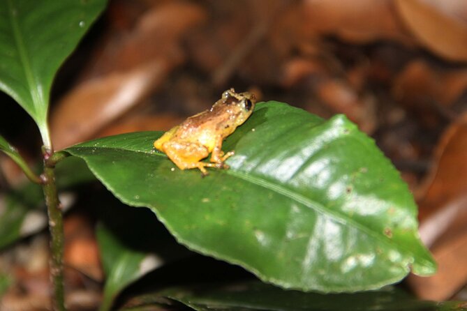 Night Walk Tour: the Night Life of the Forest - Guided Exploration of Nighttime Habitats