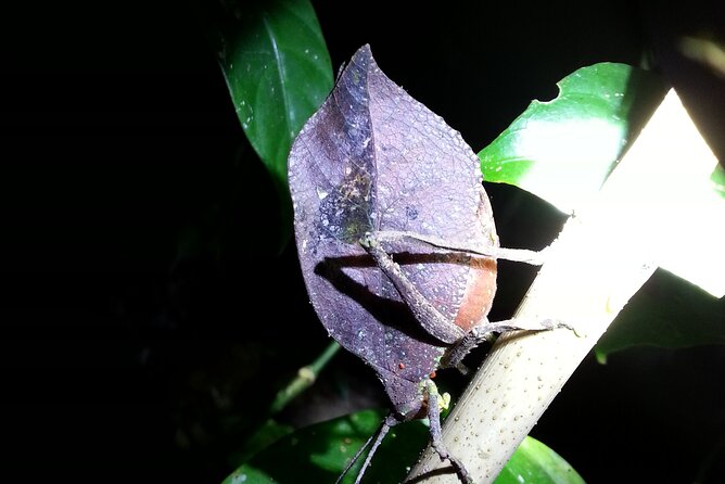 Night Walk Tour: the Night Life of the Forest - Discovering Sleeping Birds and Bugs