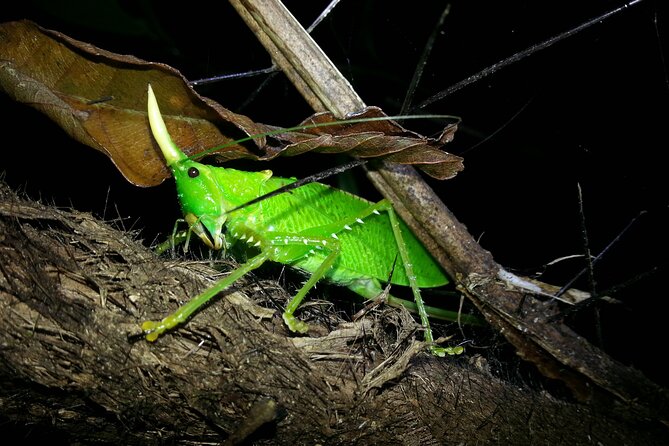 Night Walk Tour: the Night Life of the Forest - Unique Wildlife Encounters
