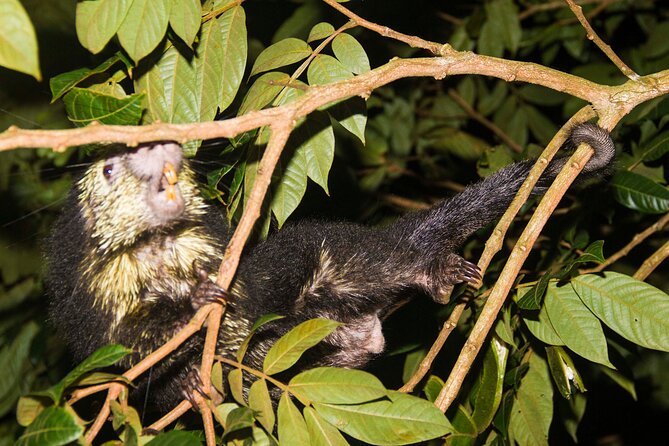 Night Walk Tour: the Night Life of the Forest - Guides Expertise and Passion