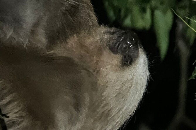 Night Walking Tour in Monteverde Wildlife Refuge - Key Points