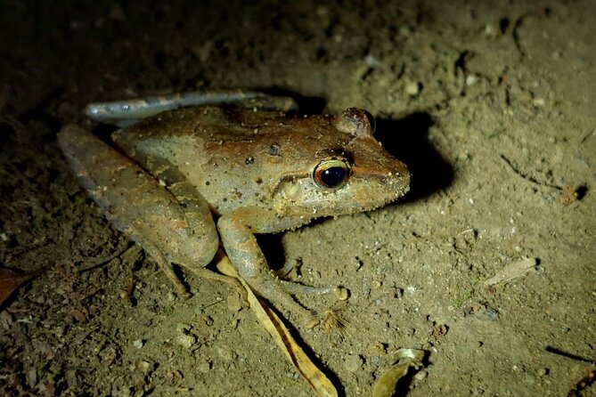 Night Walking Tour in Monteverde Wildlife Refuge - Pricing and Meeting Point