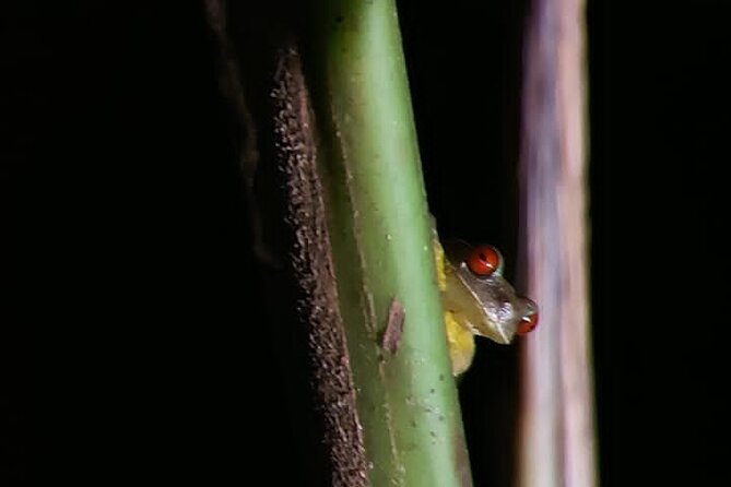 Night Walking Tour in Monteverde Wildlife Refuge - Tour Accessibility