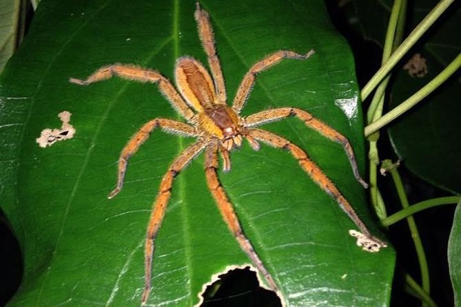 Night Wildlife Spoting & Jungle Walk - Exploring the Jungle at Night