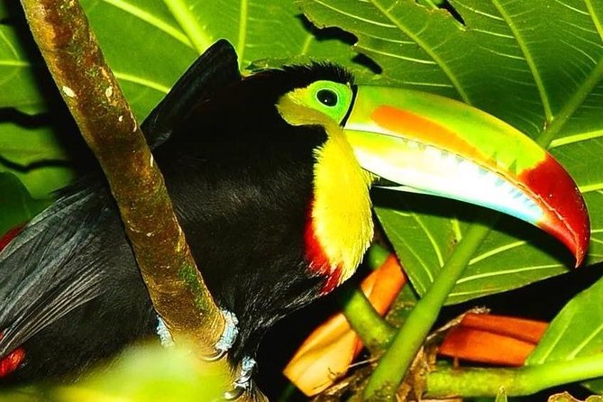 Night Wildlife Spoting & Jungle Walk - Meeting Point and Pickup Information