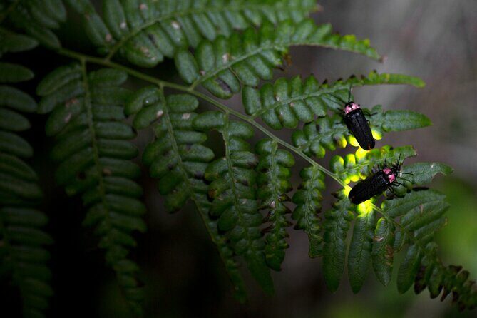 Nighttime Forest Firefly Hike - Exploring the Nighttime Forest Firefly Hike: A Natural Light Show in Asheville
