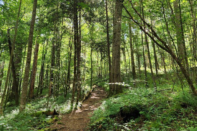 Nighttime Forest Firefly Hike - An In-Depth Look at the Firefly Hike Experience