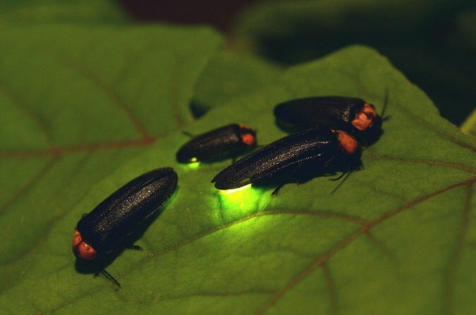 Nighttime Forest Firefly Hike - Final Thoughts
