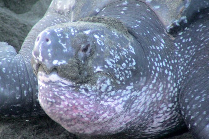 Nighttime Sea Turtle Watching - Key Points