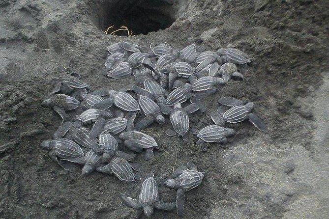 Nighttime Sea Turtle Watching - What to Expect During the Tour