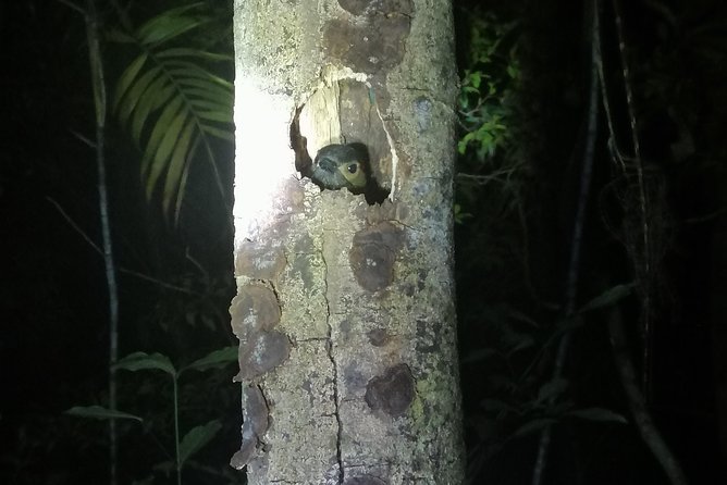 Nightwalk Monteverde by Pablos Natural Tour - Potential Wildlife Sightings