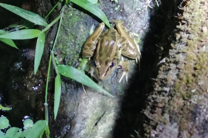 Nightwalk Monteverde by Pablos Natural Tour - Guided by Knowledgeable Naturalist