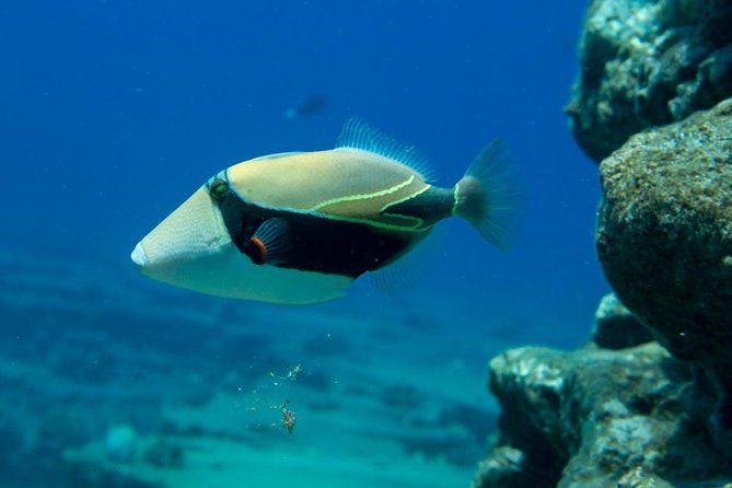 Niihau and Na Pali Coast Snorkel Boat Tour - Safety and Policies