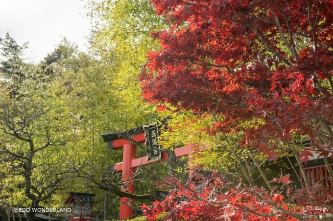 Nikko: Autumn Foliage, Edo Wonderland, & Fireworks Tour - Edo Wonderland Nikko Edomura