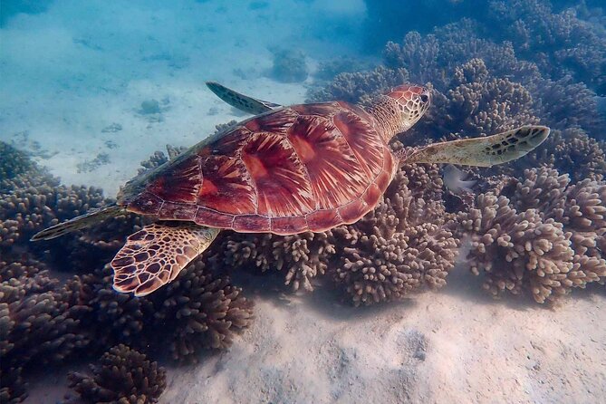 Ningaloo in a Day - Full Day Hike and Snorkel Tour With Lunch - Physical Requirements and Restrictions