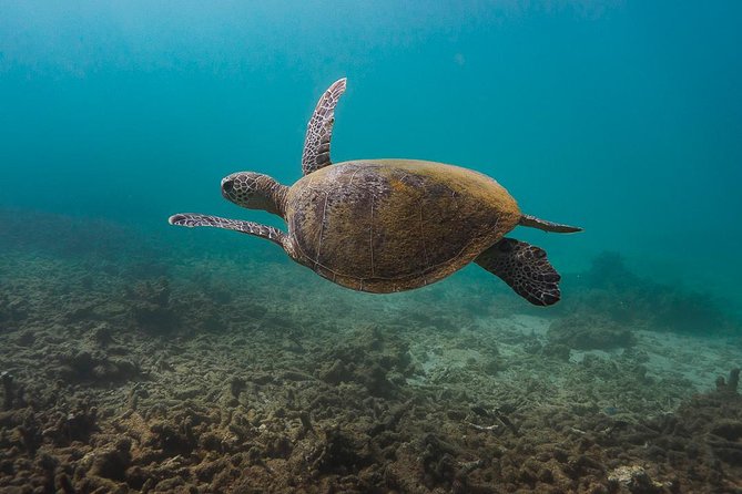 Ningaloo Reef Snorkel and Wildlife Adventure - Start Time and Duration