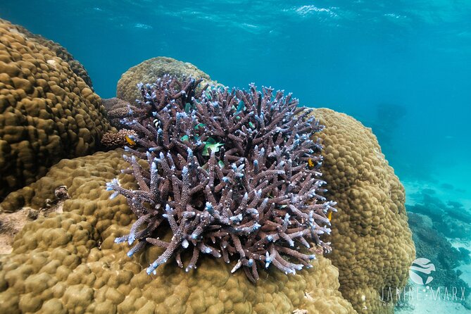 Ningaloo Reef Snorkel and Wildlife Adventure - Confirmation and Accessibility