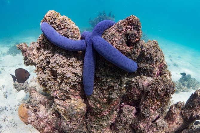 Ningaloo Reef Snorkel and Wildlife Adventure - Health and Fitness Requirements