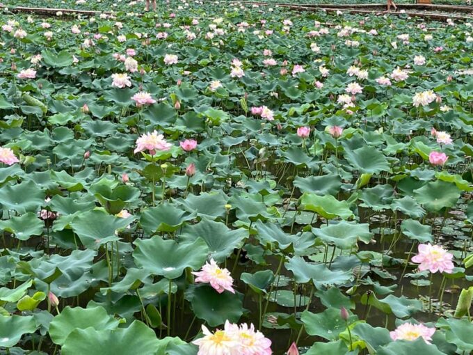 Ninh Binh Adventure: Hoa Lu, Tam Coc & Mua Cave in a Day - Frequently Asked Questions