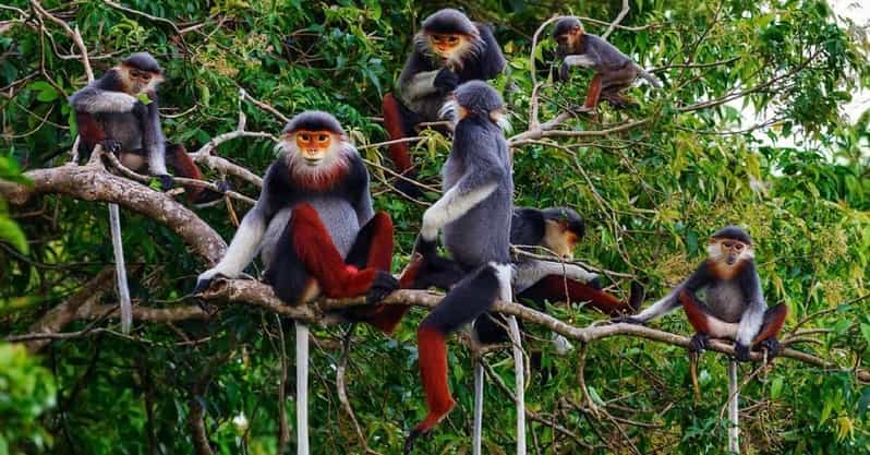 Ninh Binh: Cuc Phuong National Park One Day Small Group Tour - Key Points