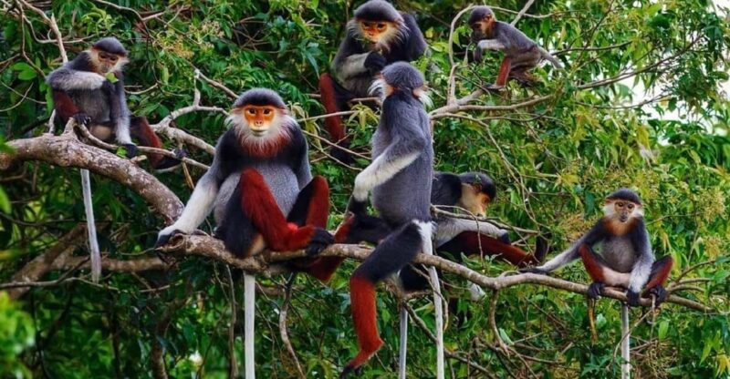 Ninh Binh: Cuc Phuong National Park One Day Small Group Tour - Inclusions
