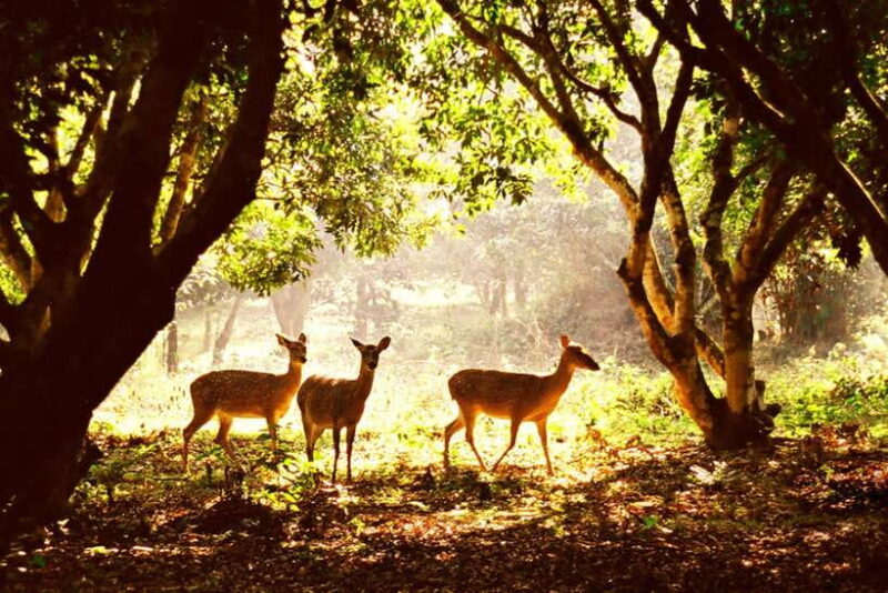 Ninh Binh: Cuc Phuong National Park - Tour Details