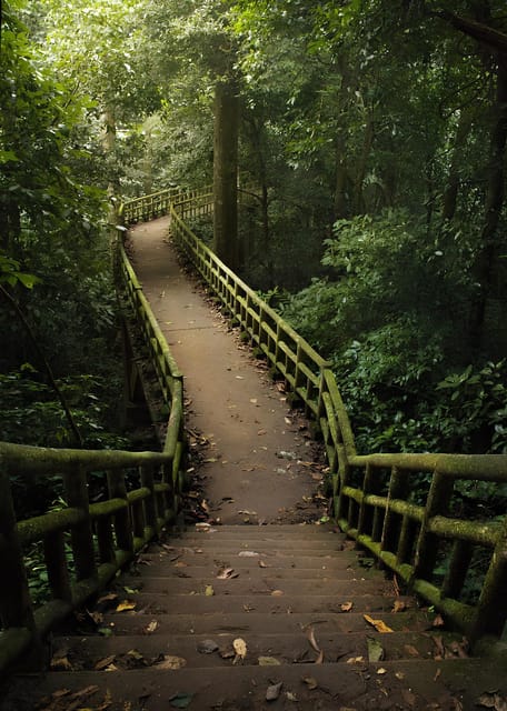 Ninh Binh: Explore Cuc Phuong National Park Full Day - Trekking Through the Forest