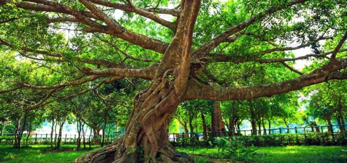 Ninh Binh: Explore Cuc Phuong National Park Full Day - Return to Hotel