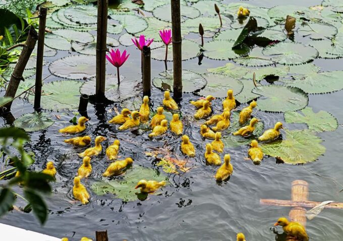 Ninh Binh: Rice Planting and Fishing by Basket Tour - Free Cancellation and Reserve Now