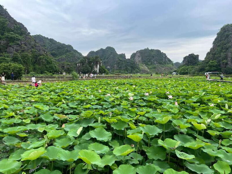 Ninh Binh Trang An, Mua Cave, Bai Dinh Tour - Tour Overview and Pricing