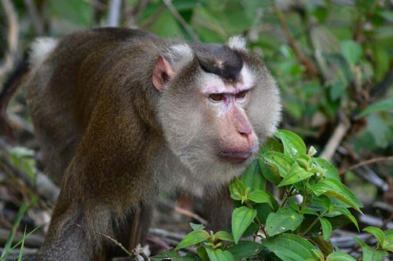 Ninh Binh: Wildlife, Jungle Hike, Cuc Phuong Park Guide Tour - Key Points