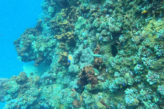 NNUSA Penida: Snorkeling at 2 - 4 Spots, Manta Point or Manta Bay - Health and Safety Considerations