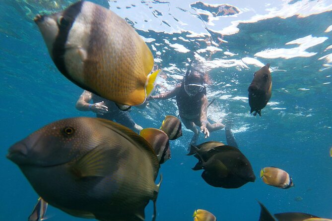 NNUSA Penida: Snorkeling at 2 - 4 Spots, Manta Point or Manta Bay - Pricing and Cancellation Policy