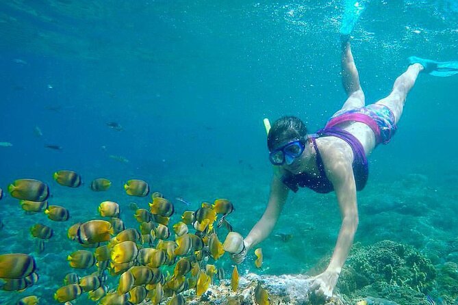 NNUSA Penida: Snorkeling at 2 - 4 Spots, Manta Point or Manta Bay - Highlights of the Activity