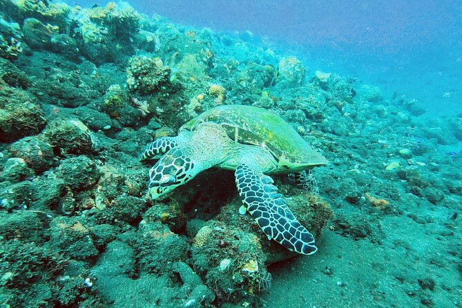 NNUSA Penida: Snorkeling at 2 - 4 Spots, Manta Point or Manta Bay - Participant Reviews and Ratings