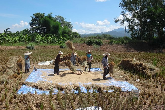 No.1 Chiang Mai: 25km Scenic Mountain Biking & Jungle Kayaking - Biking Through Rice Paddies