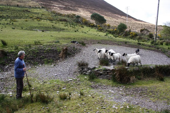NO 1 Ring of Kerry Tour Inc Killarney Lakes & National Park - Passing Through Ladies View and Killarney Lakes