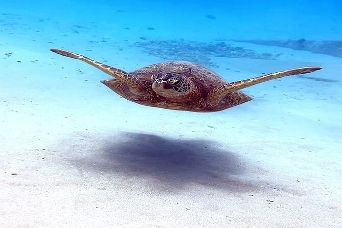 No Certification Required Scuba Dive and Island Tour With Guide - Tour Group Size and Personalization
