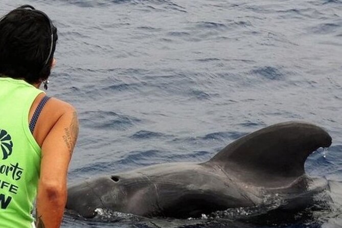 No Chase Whale & Dolphin Tour Putting Marine Life First - We Care - Just The Basics