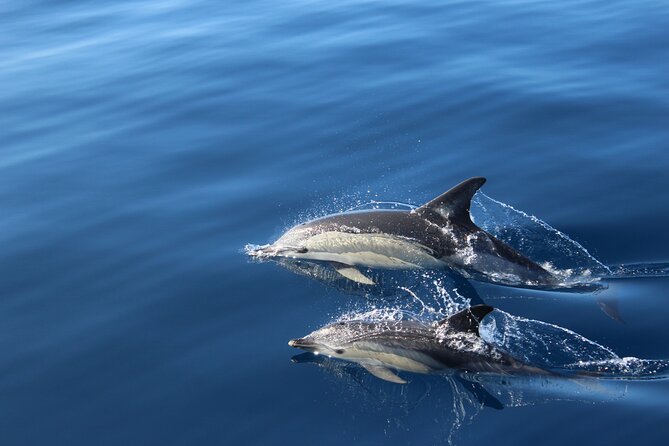 No Chase Whale & Dolphin Tour Putting Marine Life First - We Care - Eco-Friendly Approach to Wildlife