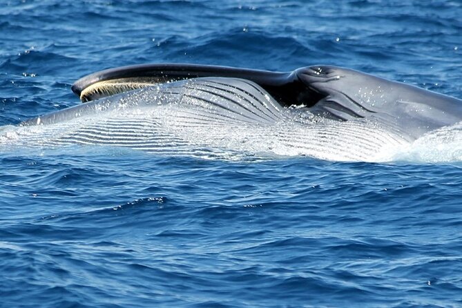 No Chase Whale & Dolphin Tour Putting Marine Life First - We Care - Boat Tour From Los Cristianos